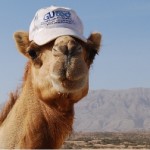Camel