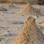Crabs at a beach in Oman built these nice sand towers.