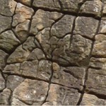Mosaic - some nice joints in Tertiary sandstone in the Campo de Gibraltar area. Additional info for climbers - here you can climb "mosaic" (6c if I remeber correctly.)